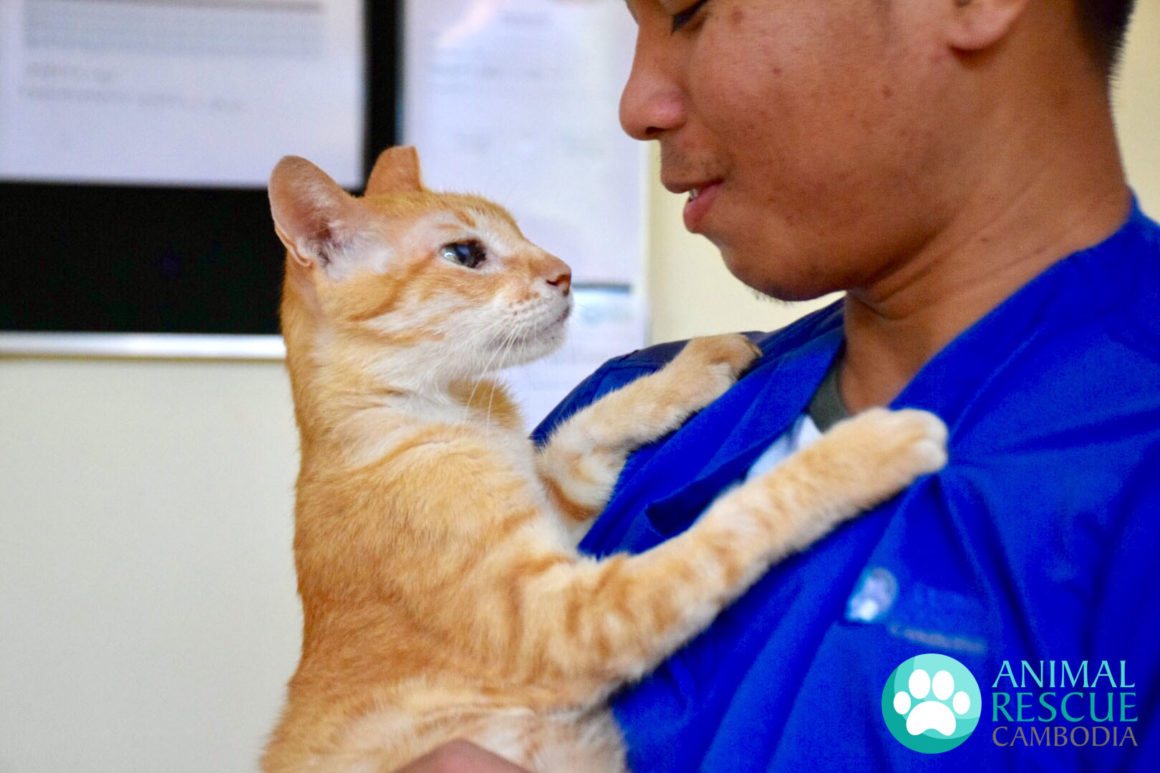 FIV – Cats with AIDS Need Our Love & Care