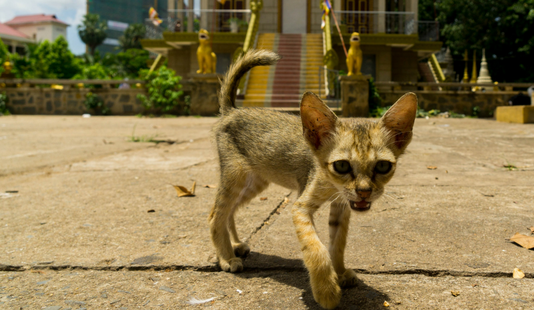 pagoda cat