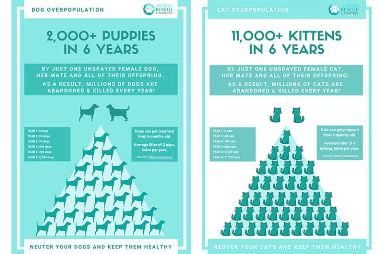 cat overpopulation and dog overpopulation Animal Rescue Cambodia