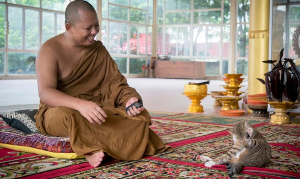 Animal Sterilization from a Buddhist Perspective