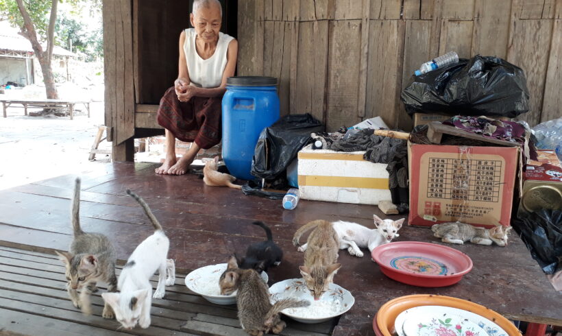 The Champion of Cats at Wat Ni Rot