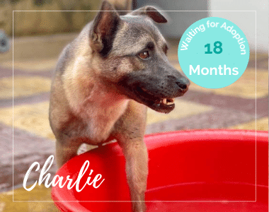 Charlie - Animal Rescue Cambodia