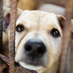 Dog meat – the myths and health risks of this cruel practice