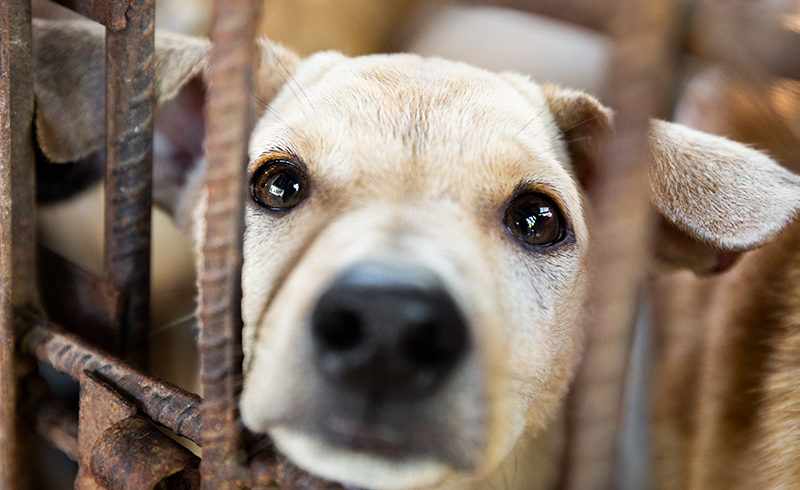 Dog meat – the myths and health risks of this cruel practice