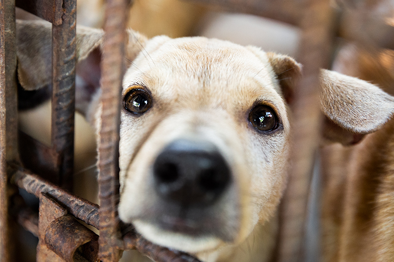 Dog meat is good for health best sale