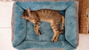 POSH Pet Bed - Small-image