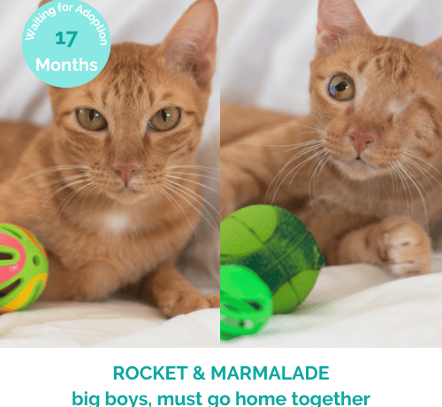 Rocket + Marmalade
