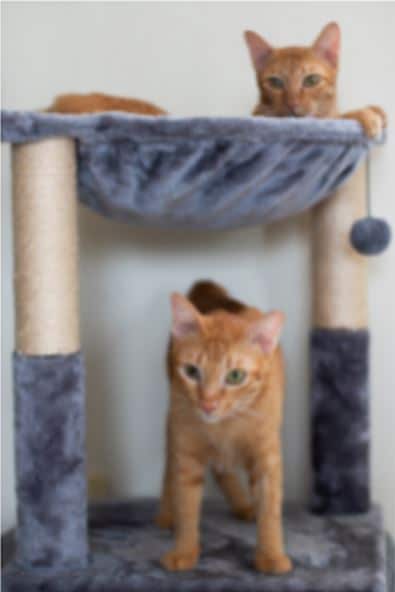 Cat Scratcher with Hammock and Toy main image