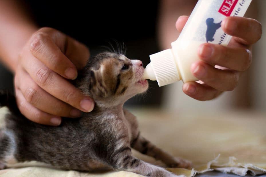 Caring for Neonatal Kittens: 10 Tips