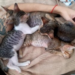 Kitten Squad – Raising Kittens in a Foster Family