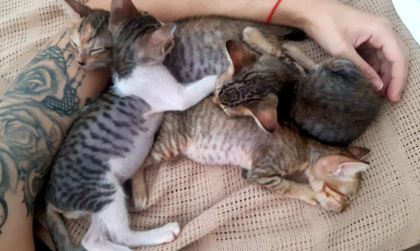 Kitten Squad – Raising Kittens in a Foster Family