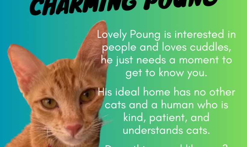 Poung