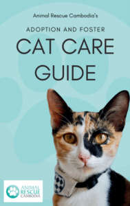 Cat Care Guide-image