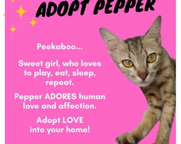 Pepper