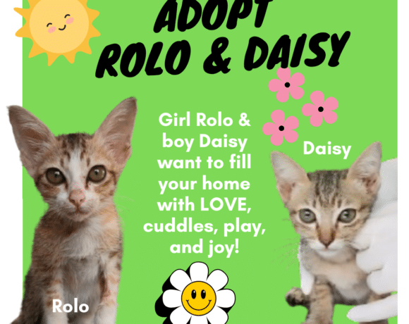 Rolo & Daisy