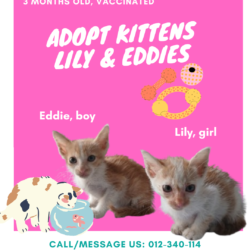 Lily & Eddies