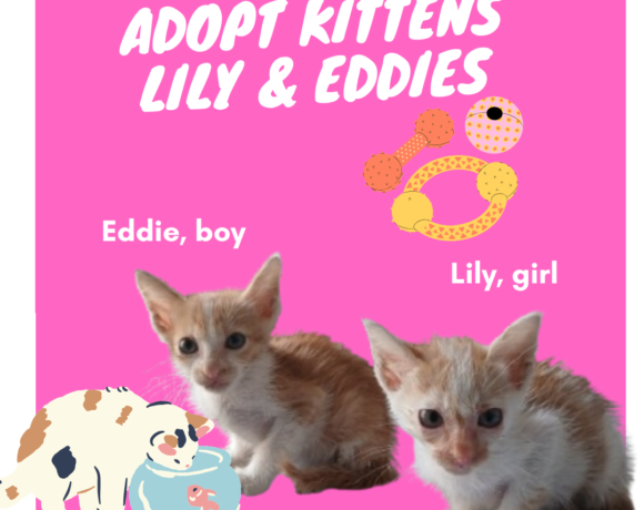 Lily & Eddies