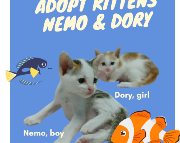 Nemo & Dory