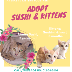 Sushi & Kittens