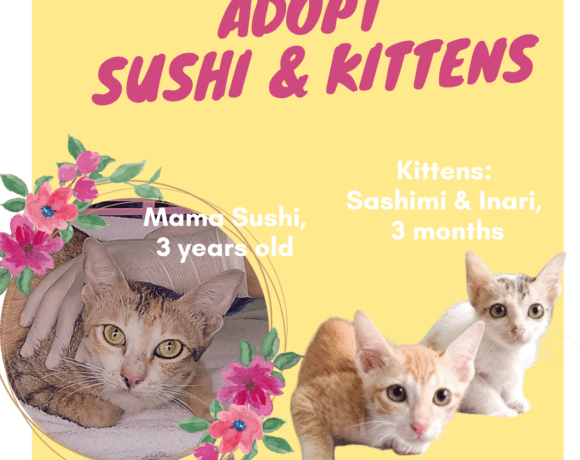 Sushi & Kittens