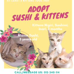 Sushi & Kittens