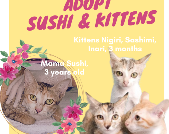 Sushi & Kittens