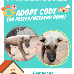 Adopt Cody