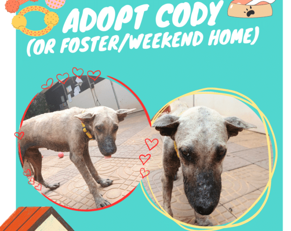 Adopt Cody