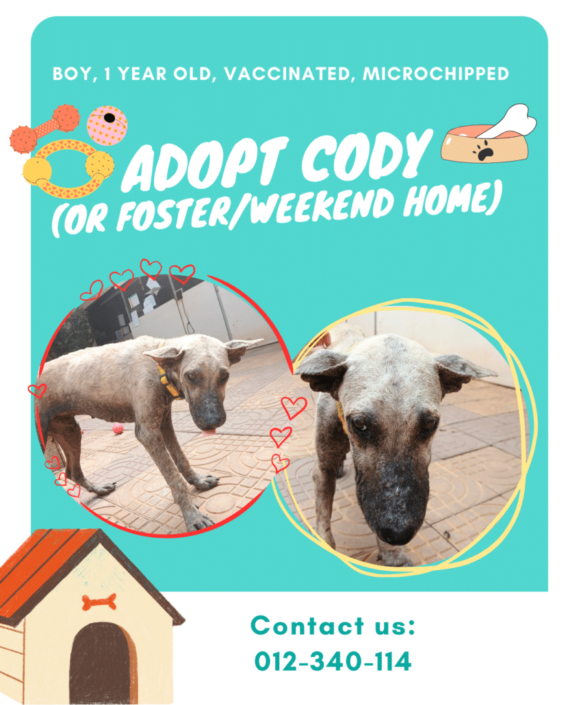 Adopt Cody