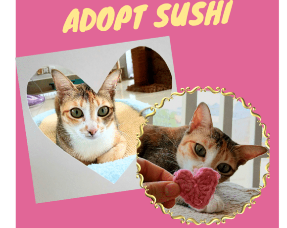 Adopt Sushi